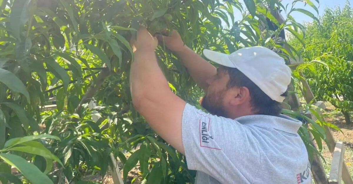 Genç Gazete Bursa'da Tekleme Mesaisi Başladı Günlük 1200 Tl Yevmiye