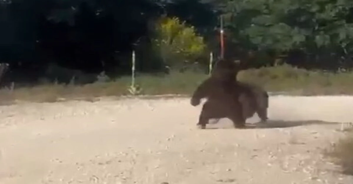 Genç Gazete Bursa’da Yol Ortasında Güreşen Ayılar Uçurumdan Yuvarlandı!-2