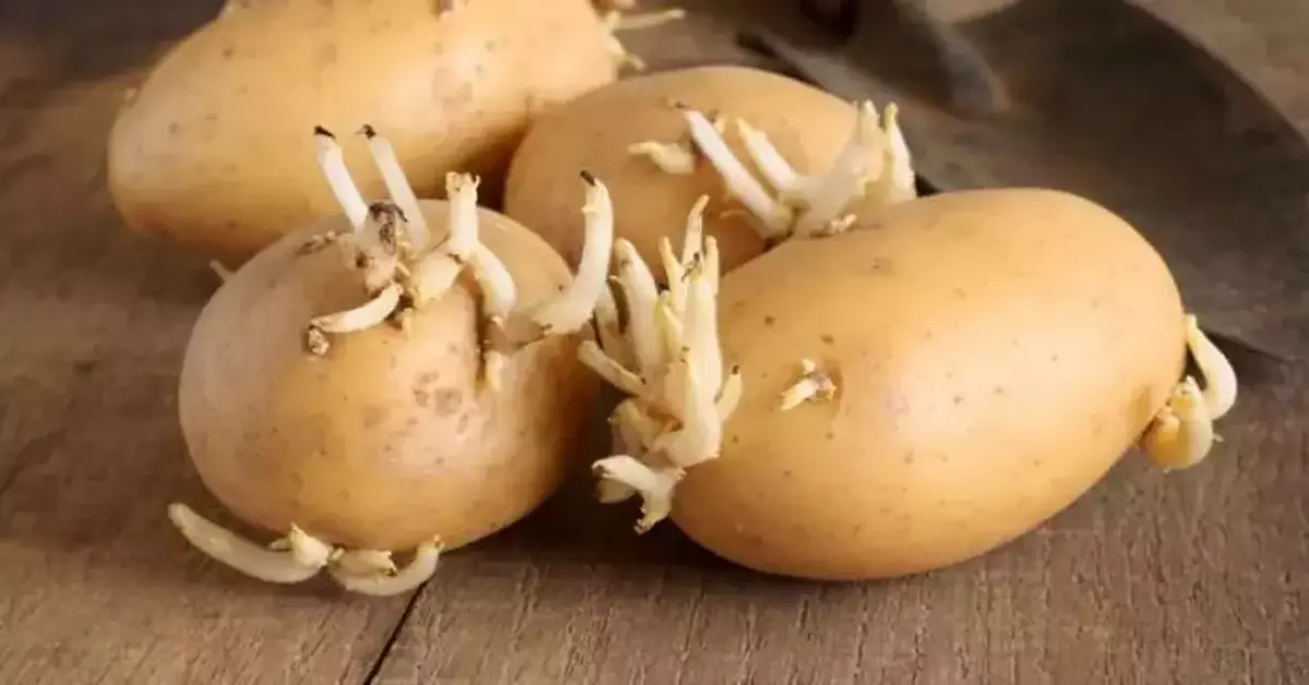 Genç Gazete Filizlenen Patates Yenir Mi Filizlenen Patatesi Tüketmenin Zararları Nelerdir 1