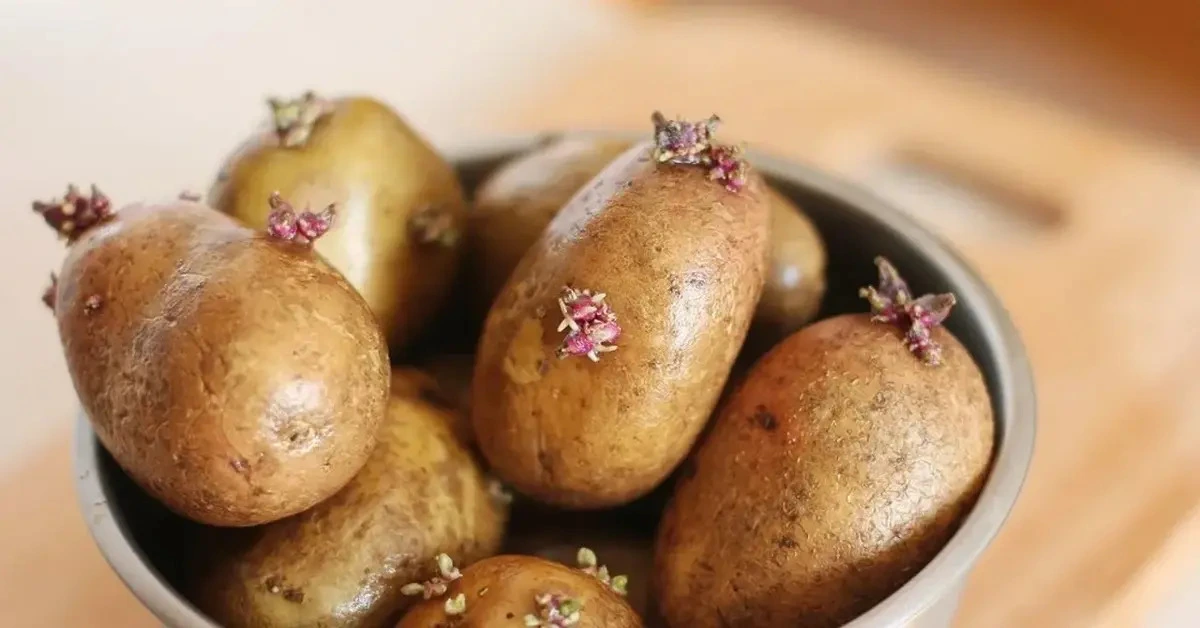 Genç Gazete Filizlenen Patates Yenir Mi Filizlenen Patatesi Tüketmenin Zararları Nelerdir