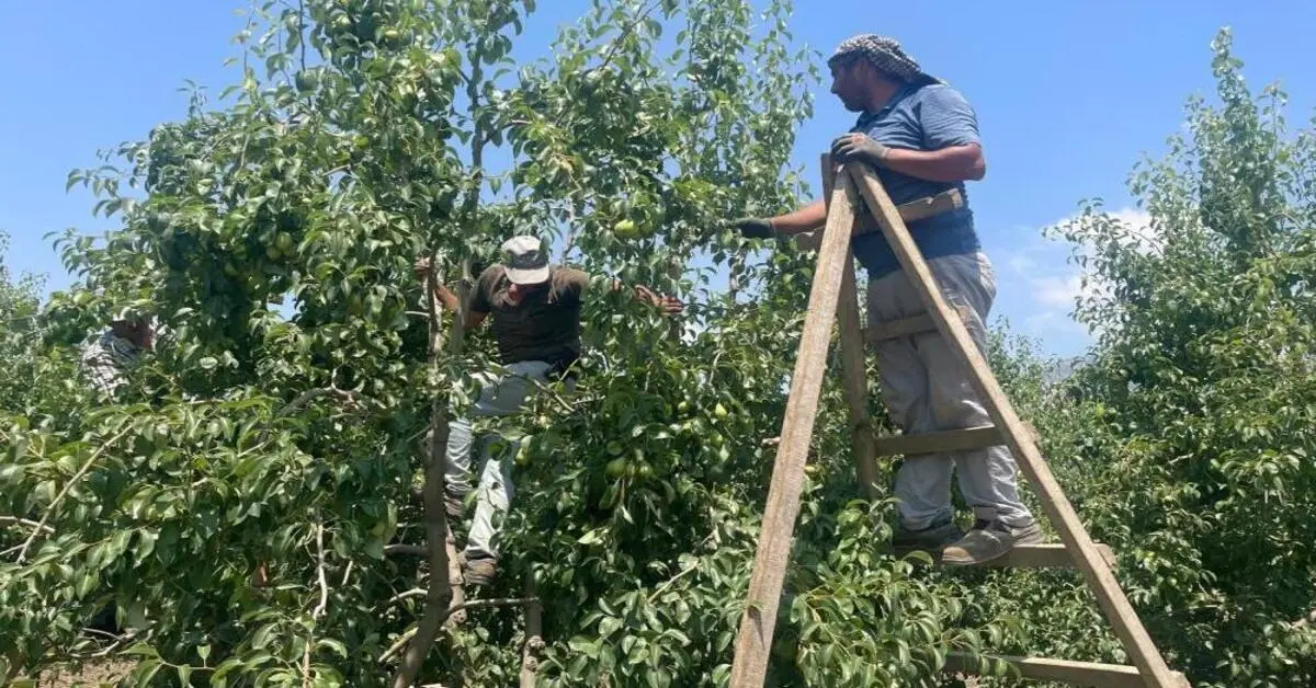 Genç Gazete Gürsu’da Armut Dalında 40 Lirayı Gördü Fiyatlar Yüzde 100 Arttı 11