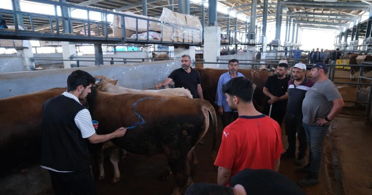 Genç Gazete İnegöl Modern Hayvan Pazarı’nda Bayram Bereketi Tüm Kurbanlıklar Satıldı 1