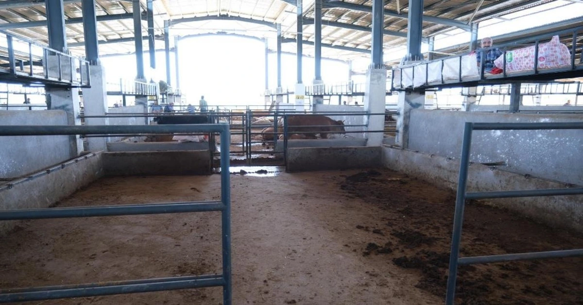 Genç Gazete İnegöl Modern Hayvan Pazarı’nda Bayram Bereketi Tüm Kurbanlıklar Satıldı 2