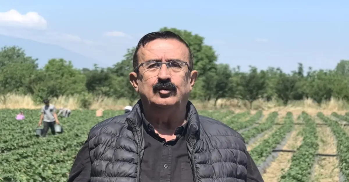 Genç Gazete İnegöl’de Çilek Hasadı Başladı, Tarlalar Hareketlendi! 1