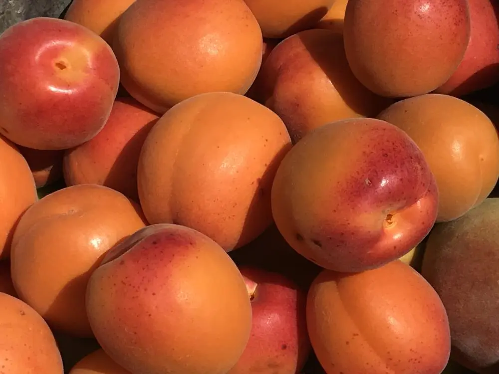 Genç Gazete Kayısı Fiyatları Uçtu Tazesi Yüz, Kurusu Bin Lira-1