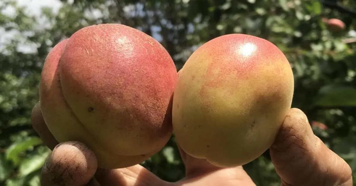 Genç Gazete Kayısı Fiyatları Uçtu Tazesi Yüz, Kurusu Bin Lira 2