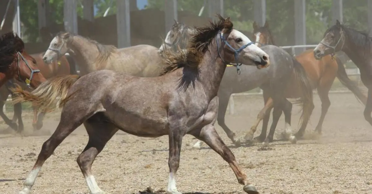 Genç Gazete Ti̇gem’in Efsane Aygırı Baba Mevlüt’ün Sperması Yok Satıyor 2