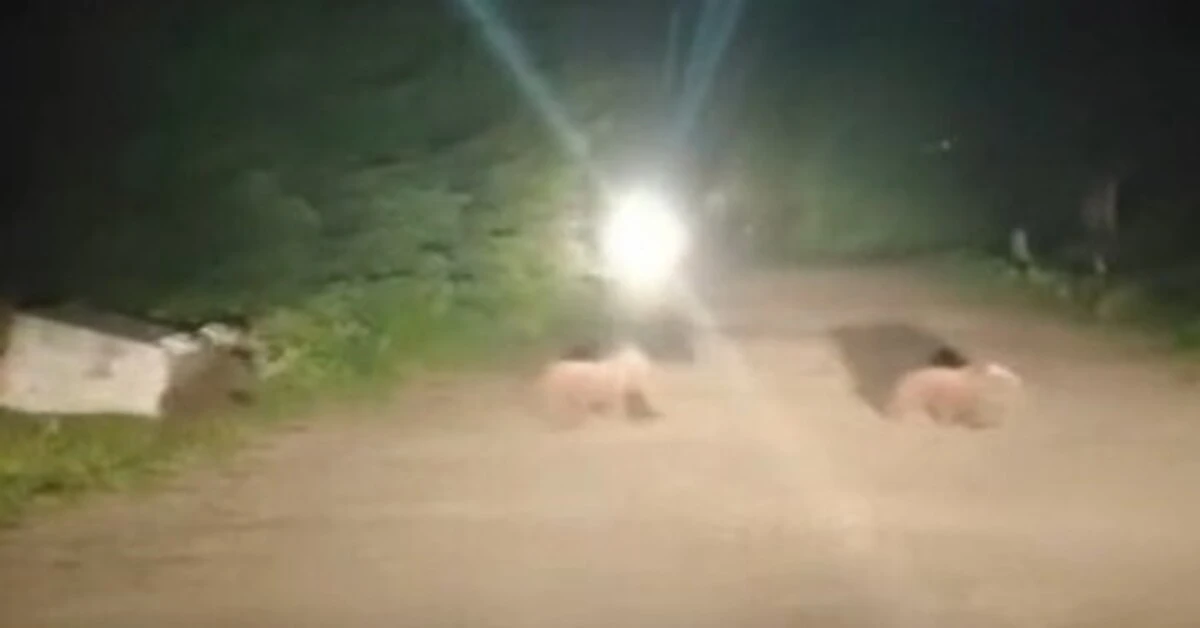Genç Gazete Uludağ’da Anne Ayı Ve Üç Yavrusu Yoldan Geçerken Görüntülendi 1