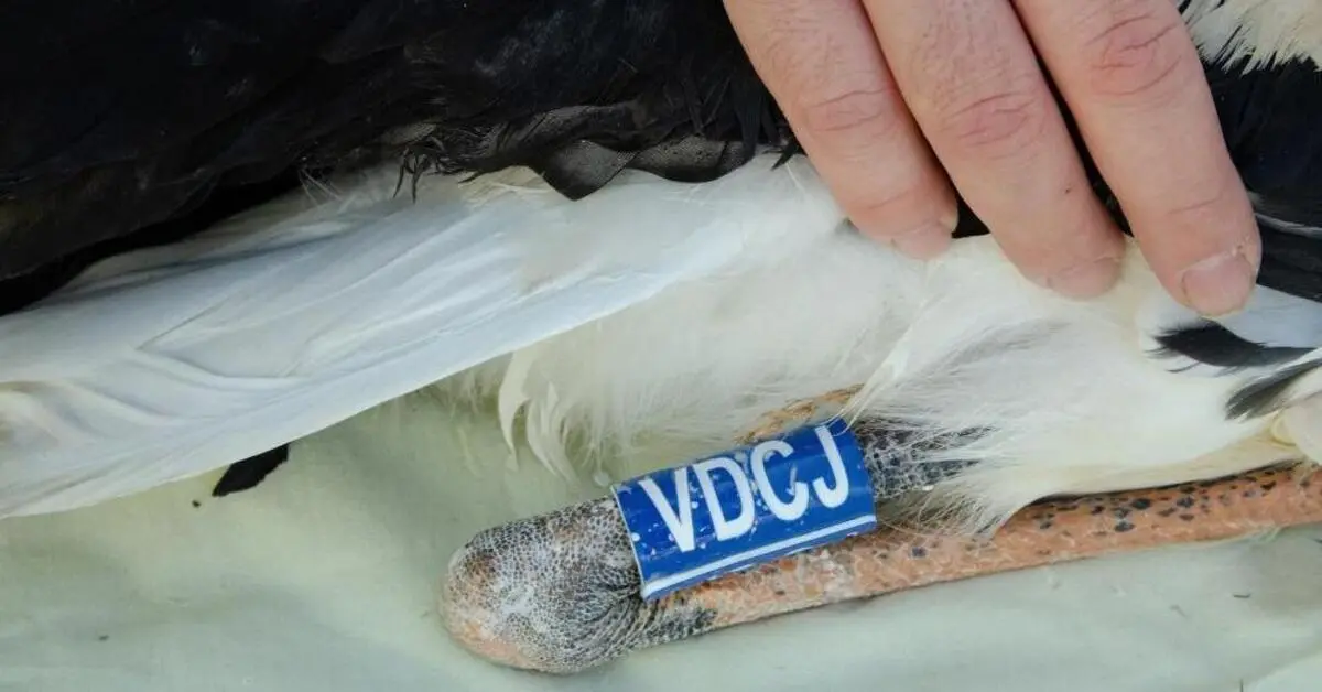 Genç Gazete Yaren Leyleğin Yavrularına Uyduyla Göç Takibi Başladı 1