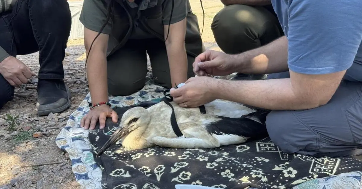 Genç Gazete Yaren Leyleğin Yavrularına Uyduyla Göç Takibi Başladı