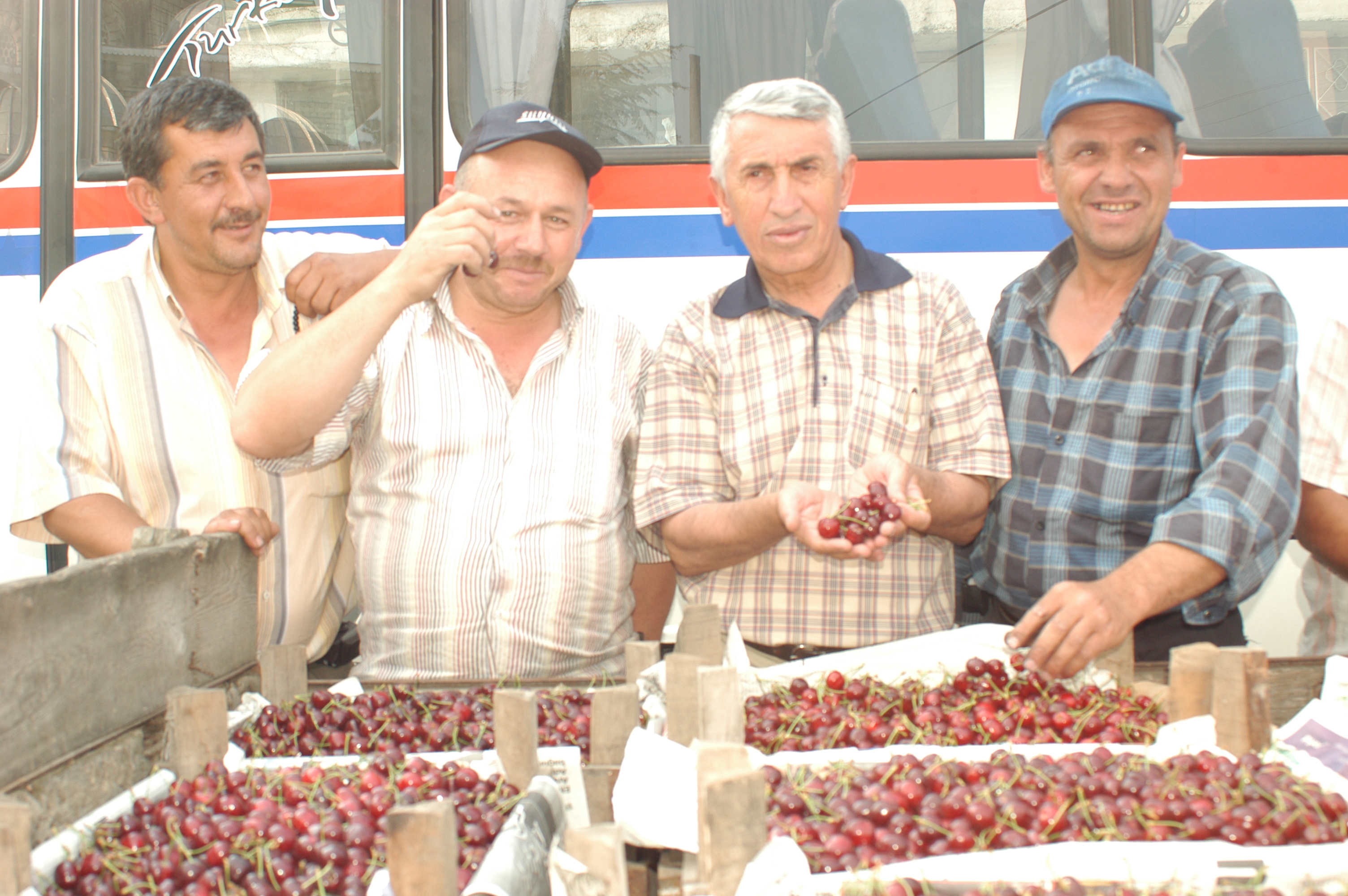 Gencgazete Arsiv Haber İnegöl'de Kiraz Üreticisi Zarar Ediyor (3)
