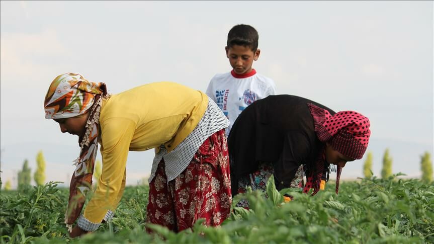 İnegöl’de Mevsimlik İşçilerin 2025 Yılı Yevmiyeleri Belli Oldu! (2)