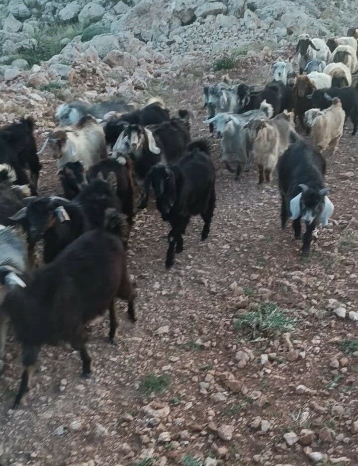 Kaybolan 38 Küçükbaşın Bulunması Için Yardım Bekleniyor (2)