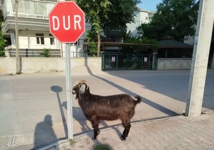 Konya'da Firari Keçiler Ekipler Tarafından Bulundu (2)