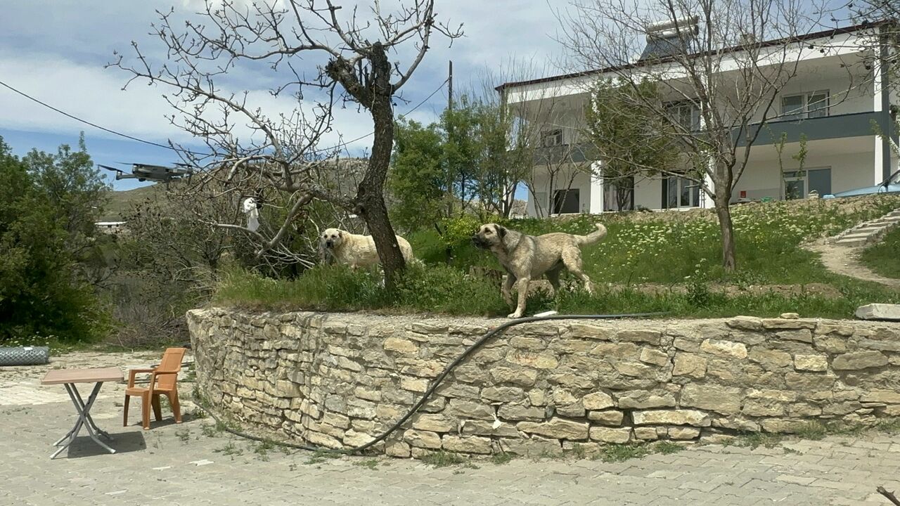 Köpeğin Dron Ile Imtihanı Gülümsetti (1)
