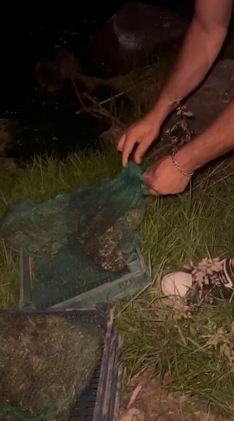 Kurbağa Kaçakçıları Yakalandı 133 Kilo Canlı Kurbağa Ele Geçirildi (2)