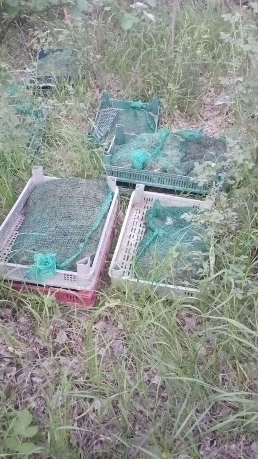 Kurbağa Kaçakçıları Yakalandı 133 Kilo Canlı Kurbağa Ele Geçirildi (3)