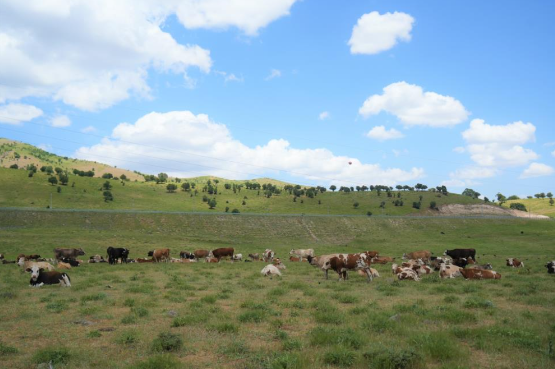 Muş'ta Çoban Ücretleri 1 Milyon Tl'ye Yükseldi! (1)