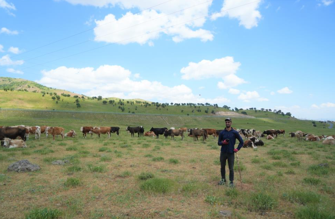 Muş'ta Çoban Ücretleri 1 Milyon Tl'ye Yükseldi! (2)