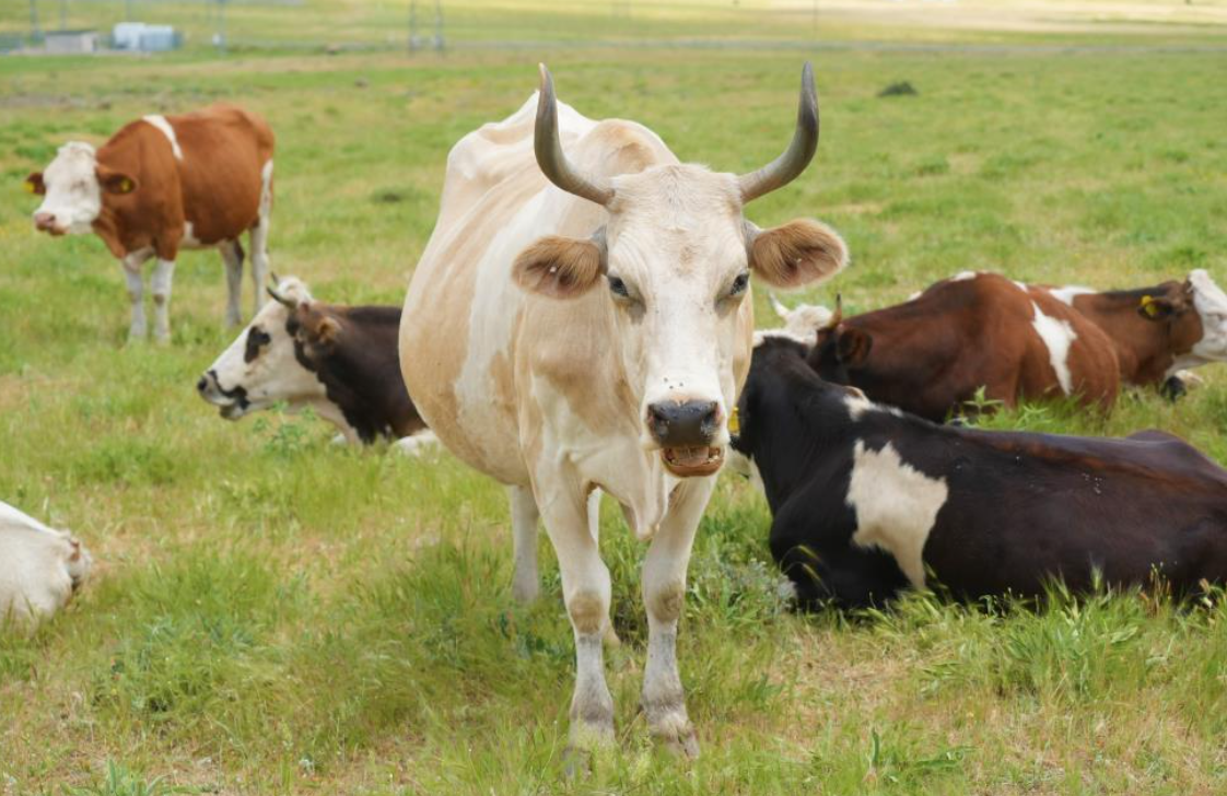 Muş'ta Çoban Ücretleri 1 Milyon Tl'ye Yükseldi! (3)