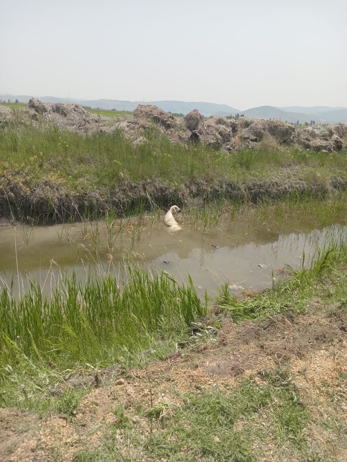 Satın Aldığı Kurbanlıkla Evine Dönerken Kanala Uçan Otomobilinde Yaşamını Yitirdi (1)