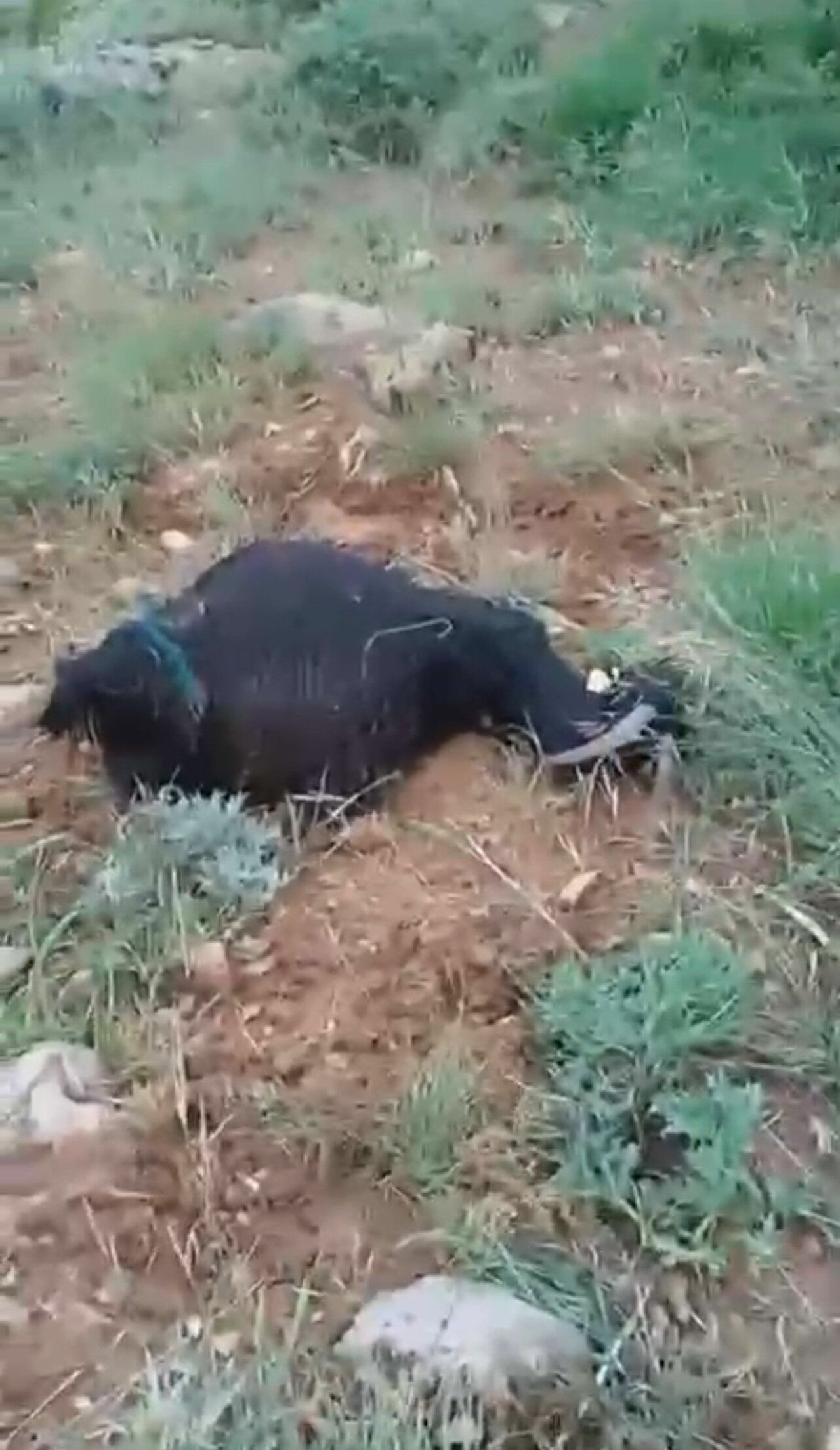 Sürünün Üzerine Yıldırım Düştü 8 Koyun Telef Oldu, Çoban Yaralandı (2)