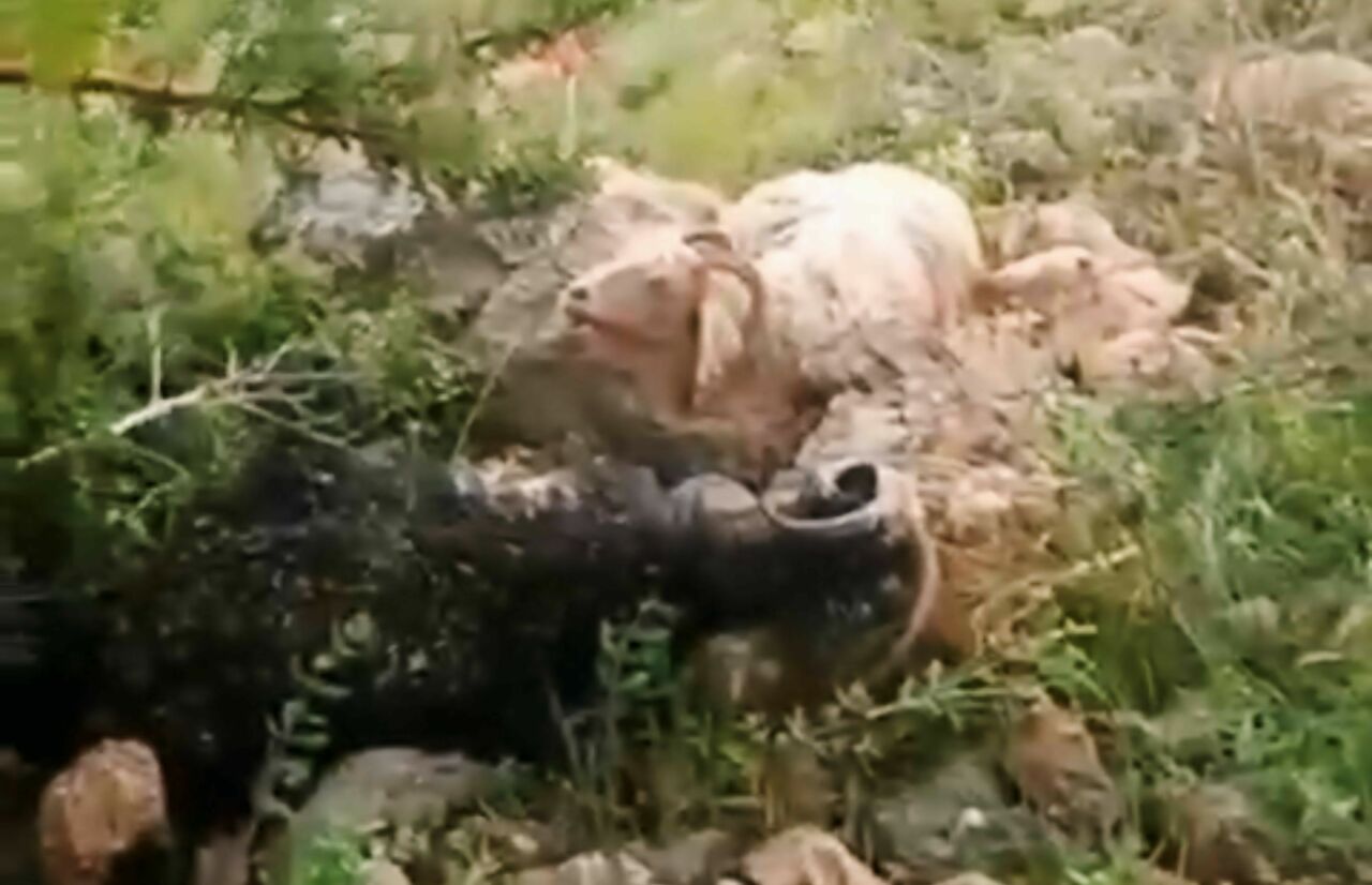 Sürünün Üzerine Yıldırım Düştü 8 Koyun Telef Oldu, Çoban Yaralandı (3)