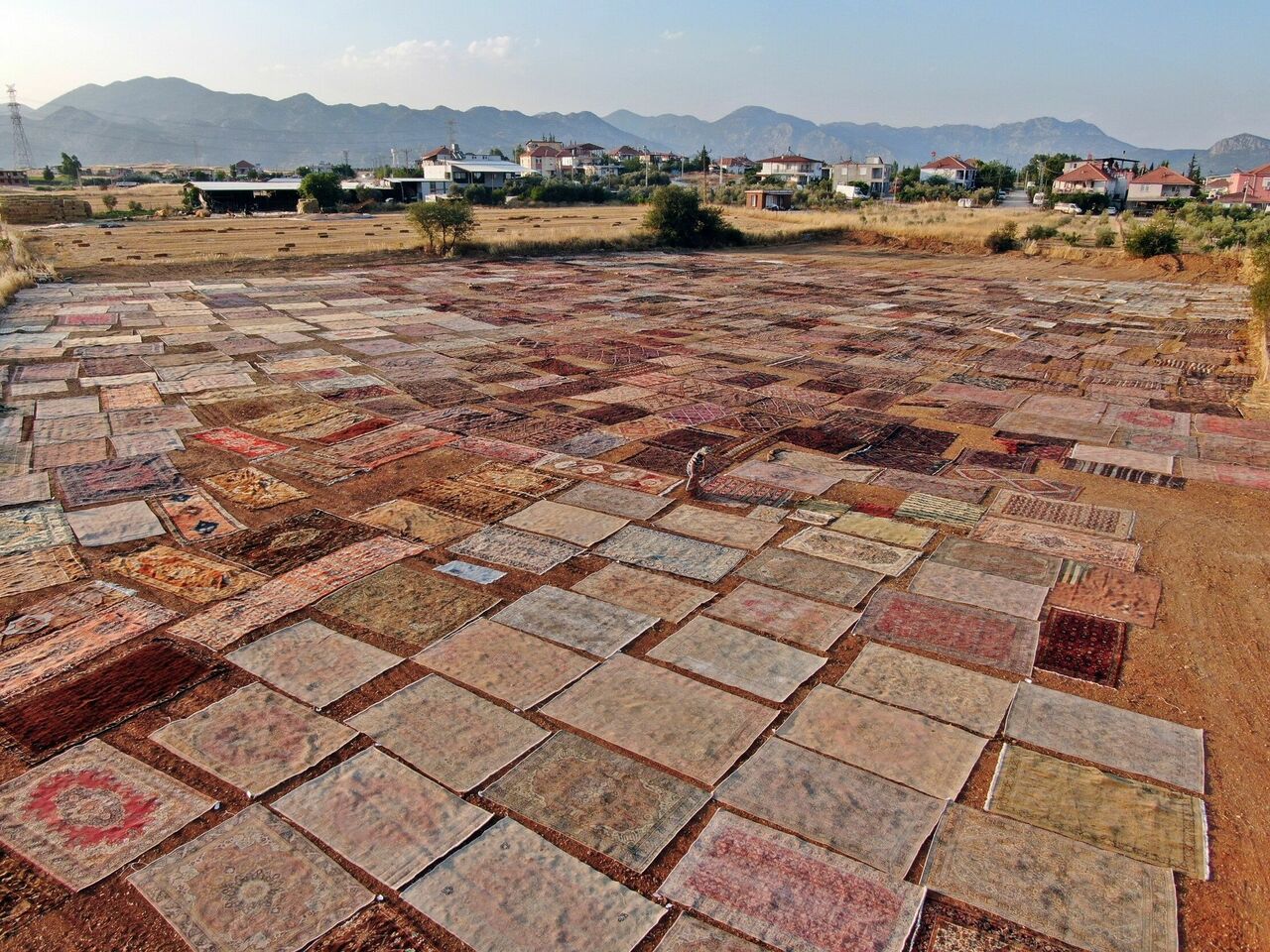 Tarlalarda Milyonluk Halı Nöbeti Başladı (2)