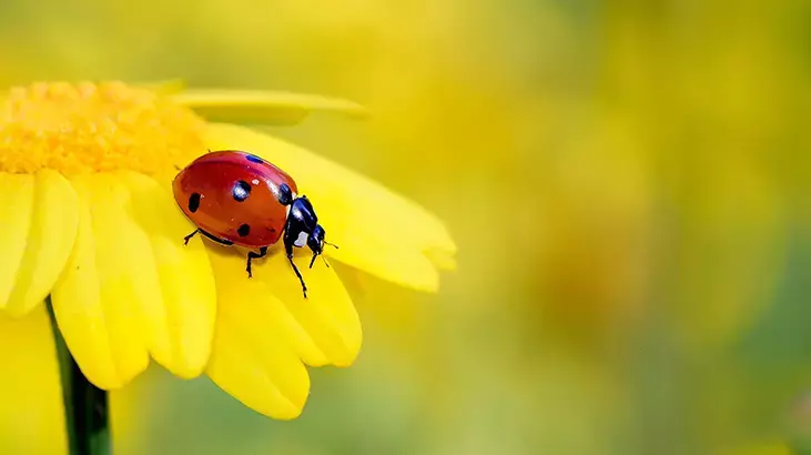 Uğur Böceği Gerçekten Şans Mı Getirir Hangi Kültürlerde Nasıl Anlatılır (1)-1