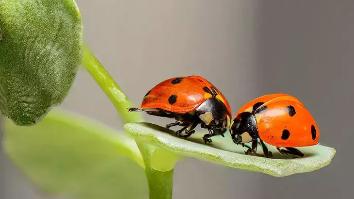 Uğur Böceği Gerçekten Şans Mı Getirir Hangi Kültürlerde Nasıl Anlatılır
