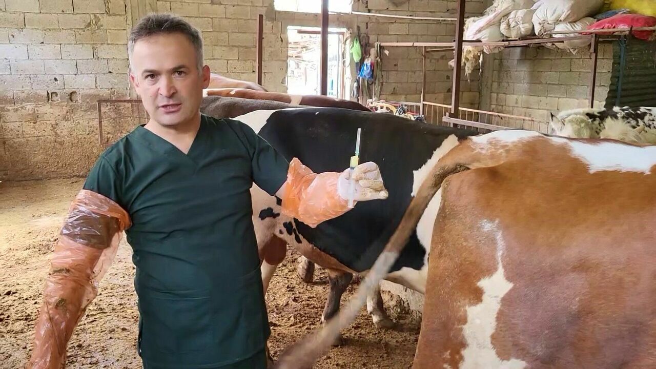 Arı Sütü Ile Kısırlığa Çare Bulundu! (5)