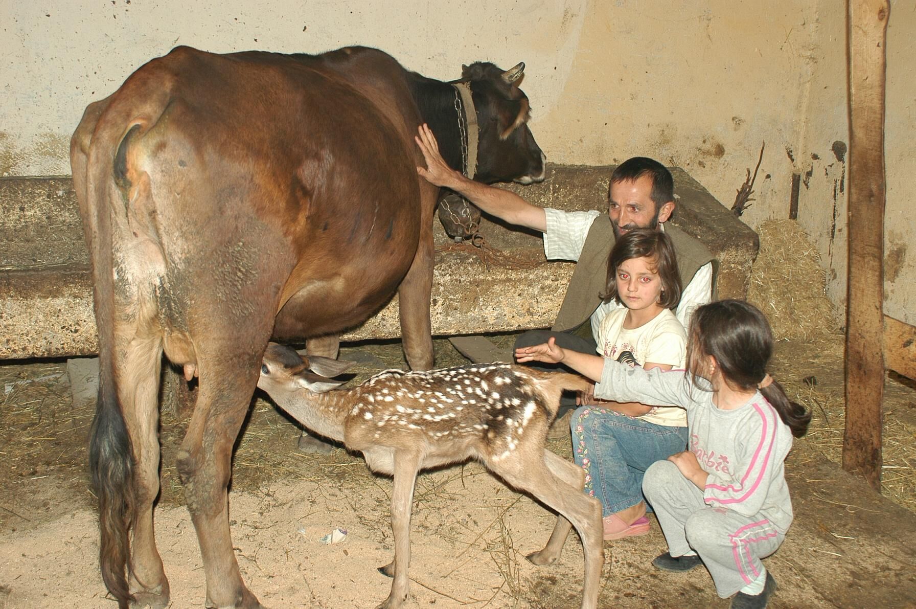 Bahçekaya'da Annesi Ölen  Ceylana İnek Annelik Yapıyor  Arsivden Haber Gencgazete (1)