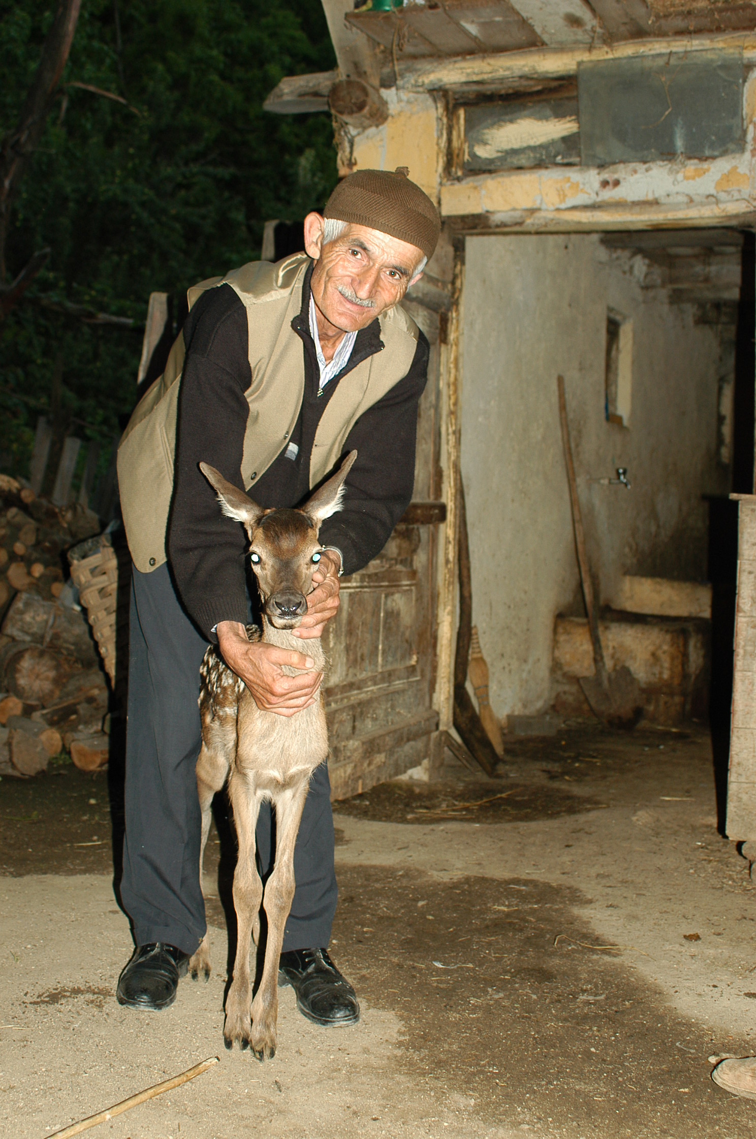Bahçekaya'da Annesi Ölen  Ceylana İnek Annelik Yapıyor  Arsivden Haber Gencgazete (3)