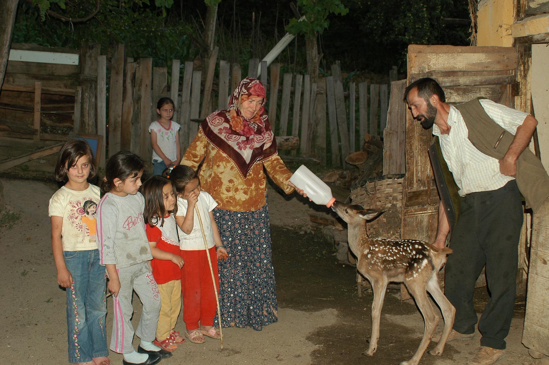 Bahçekaya'da Annesi Ölen  Ceylana İnek Annelik Yapıyor  Arsivden Haber Gencgazete (4)