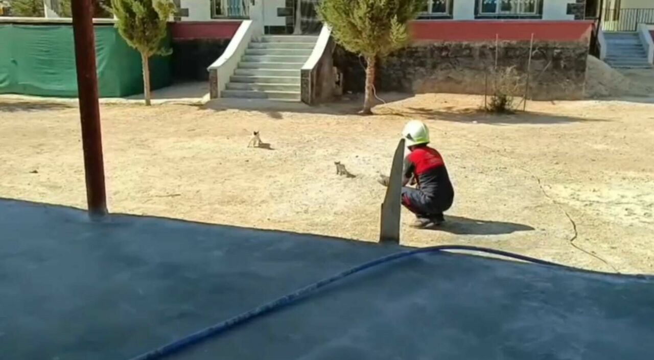 Betonun Altında Mahsur Kalan 2 Kedi Kurtarıldı (3)