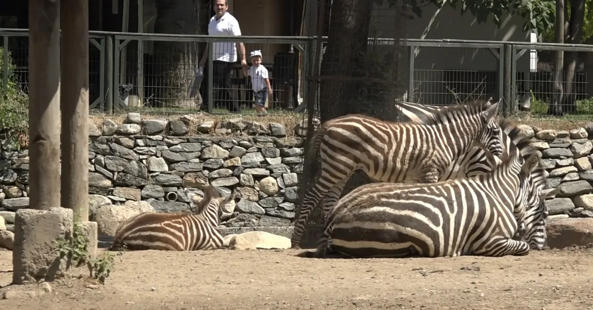Bursa Hayvanat Bahçesi’nde Zebra Sevinci! 3 Yavru Doğdu (2)