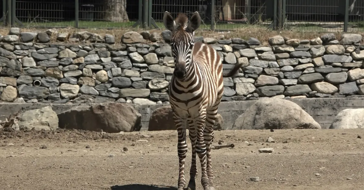 Bursa Hayvanat Bahçesi’nde Zebra Sevinci! 3 Yavru Doğdu (3)