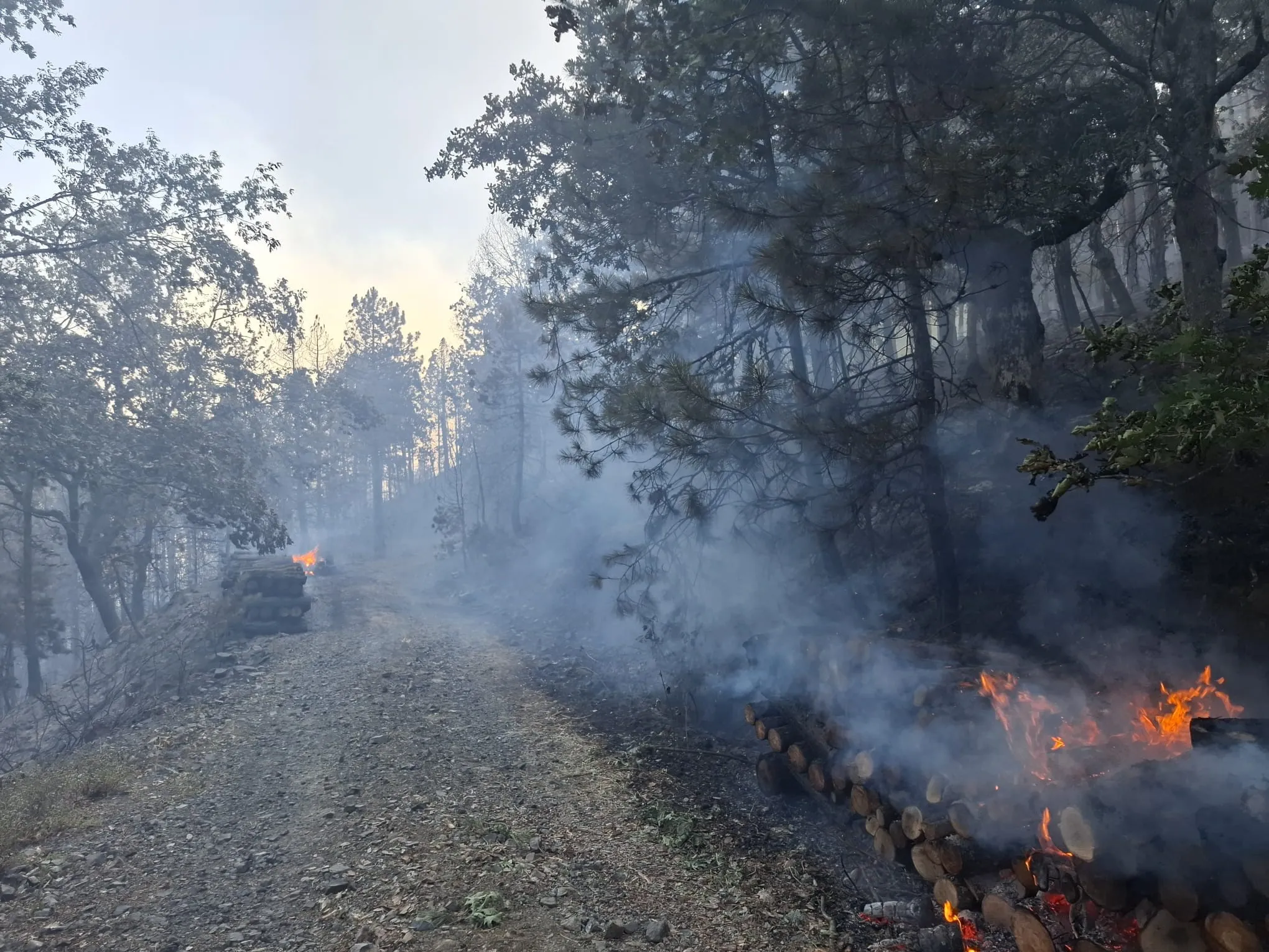 Bursa'da Orman Yangınına Sebep Olan 9 Kişi Gözaltına Alındı! (5)