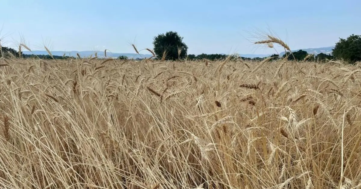 Genç Gazete Bursa Büyükşehir’den Dağ Köylerine Biçerdöver Desteği 2