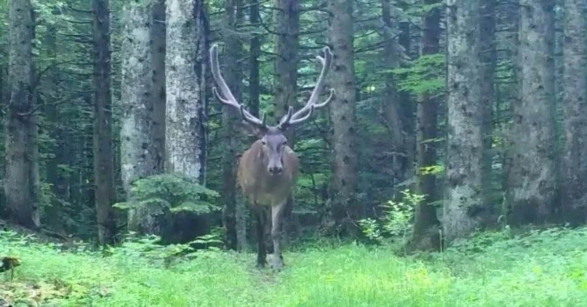 Genç Gazete Bursa Dağlarında Kızıl Geyik Görüntülendi! Fotokapan O Anı Kaydetti