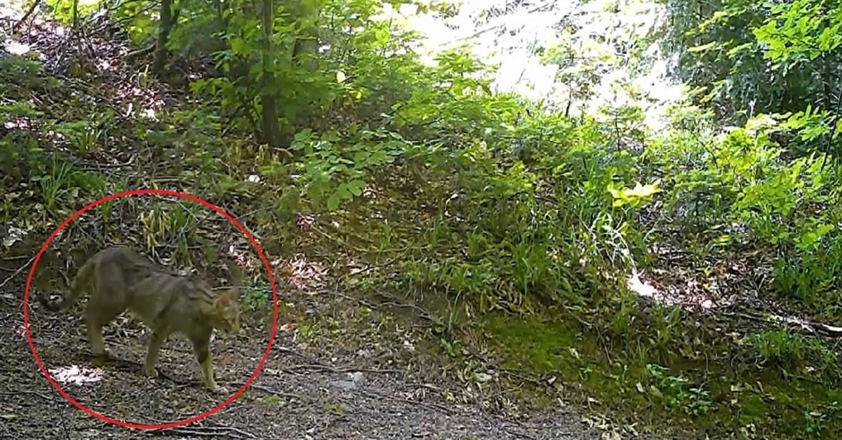Genç Gazete Bursa Ormanlarında Nesli Tehlikedeki Yaban Kedisi Görüntülendi