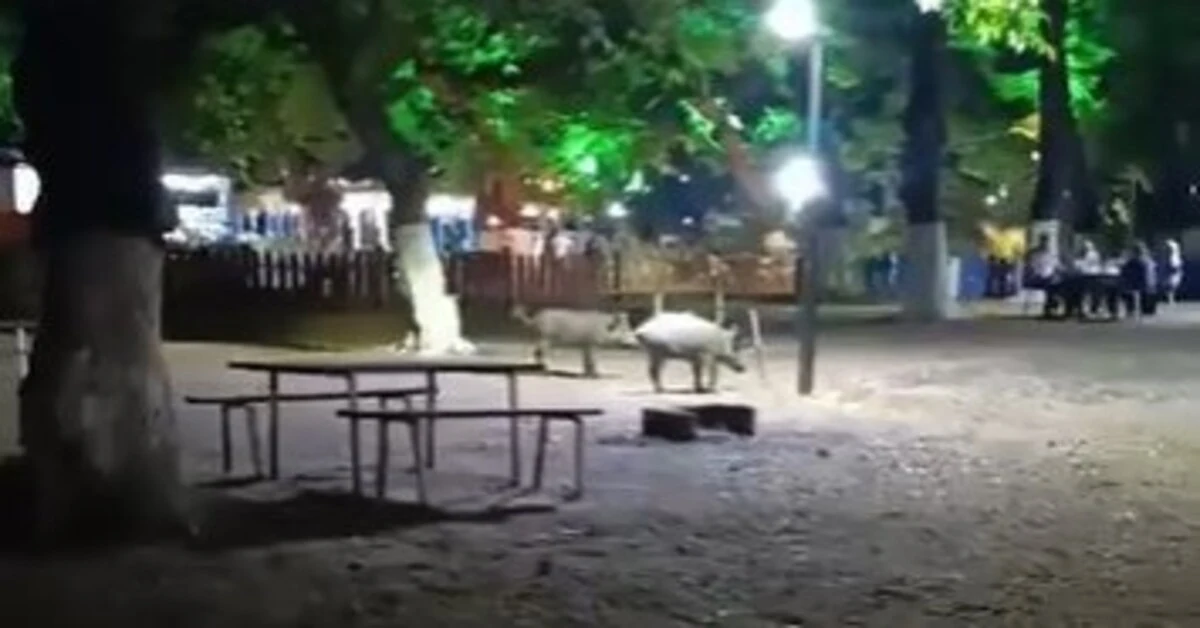 Genç Gazete Bursa'da Aç Kalan Domuzlar Piknik Alanına İndi