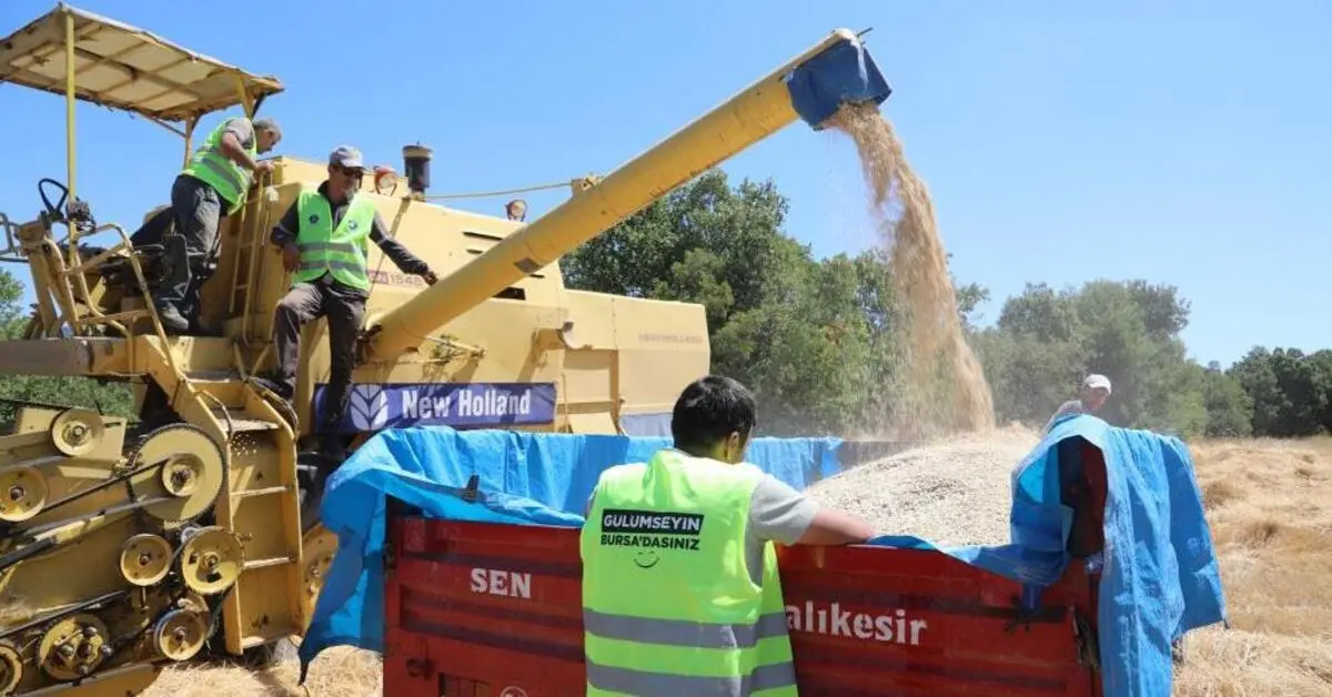 Genç Gazete Bursa’da Siyez Buğdayında İlk Hasat Yapıldı Büyükşehir Desteğiyle Toprak Bereketlendi 3