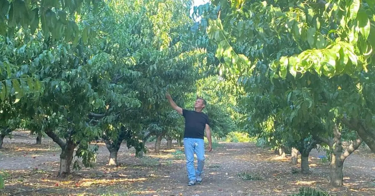 Genç Gazete Bursa’da Yangına Direnen Bahçe Her Yer Yandı, Orası Yeşil Kaldı 1
