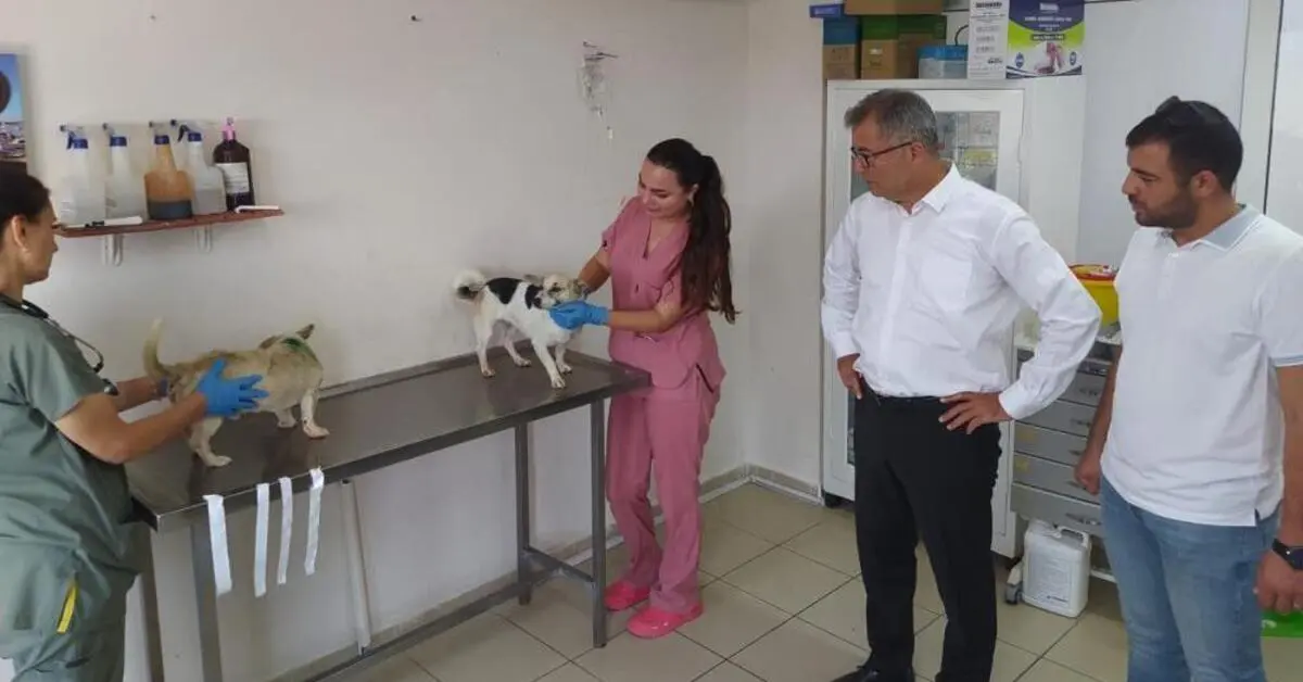 Genç Gazete Gürsu’daki Yangından Kurtarılan 103 Köpeğe Bursa Ve Osmangazi Belediyesi Kucak Açtı 1