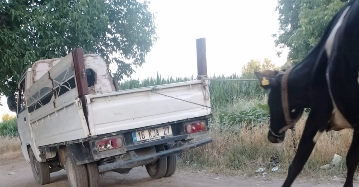 Genç Gazete İnegöl'de İneği Kamyonetin Arkasına Bağlayıp Sürükledi
