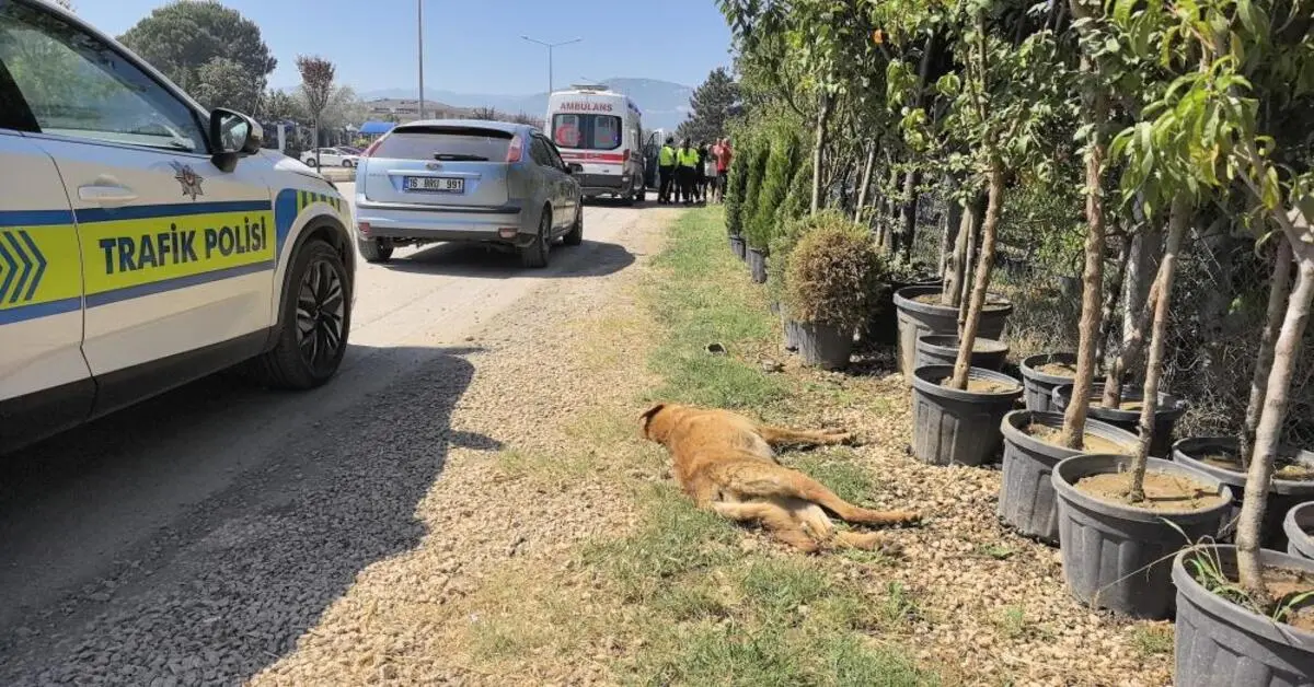 Genç Gazete İnegöl’de Motosiklet Köpeğe Çarptı Sürücü Yaralandı, Köpek Telef Oldu
