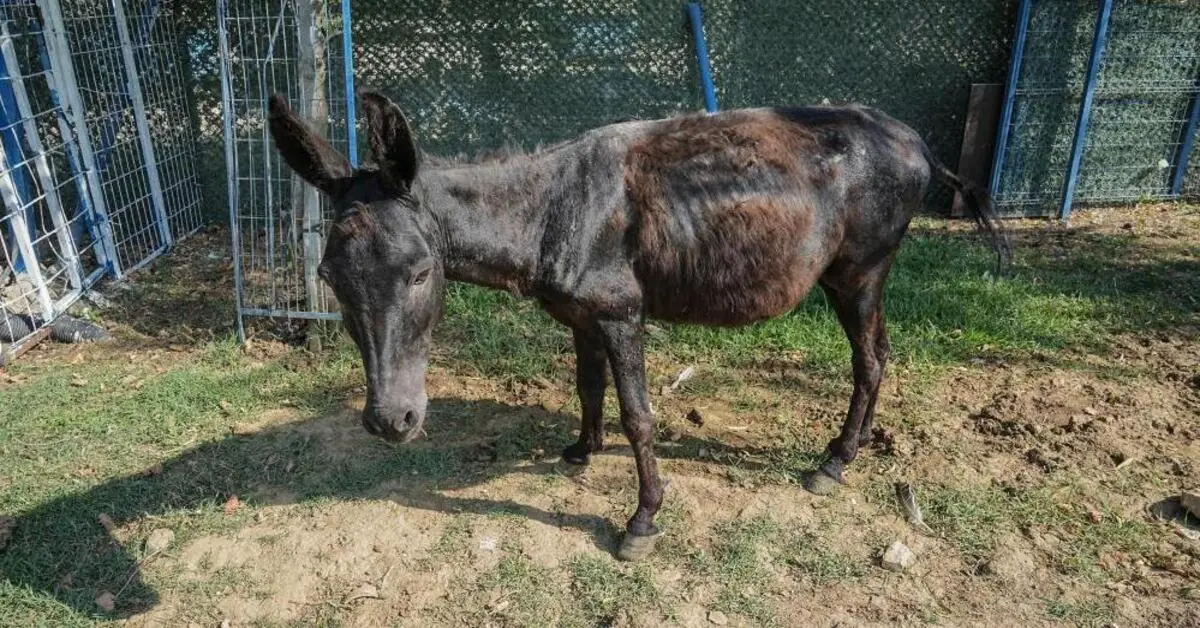 Genç Gazete İzmir’deki Yangından Kurtarılan Hayvanlar Bursa’da Tedavi Ediliyor 1