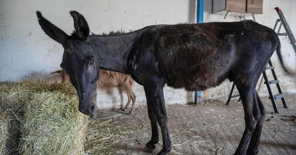 Genç Gazete İzmir’deki Yangından Kurtarılan Hayvanlar Bursa’da Tedavi Ediliyor 2