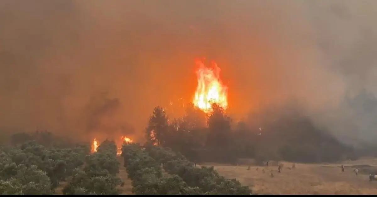 Genç Gazete Yangının Seyrini Çiftçiler Değiştirdi Alevler Bursa Sınırında Durduruldu 1
